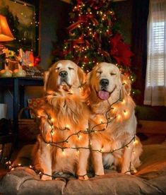 two golden retriever dogs sitting next to each other in front of a christmas tree