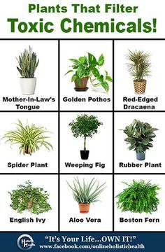 a poster with plants and their names on it