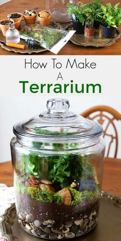 an image of terrarium in a glass jar