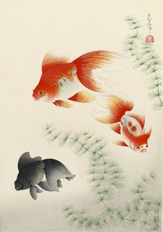 two goldfish swimming next to each other on a white surface with green plants and pine needles