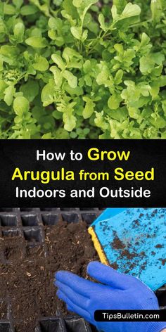 how to grow arugula from seed indoors and outside with text overlay reading how to grow arugula from seed indoors and outside