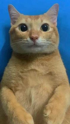 an orange cat sitting up against a blue wall