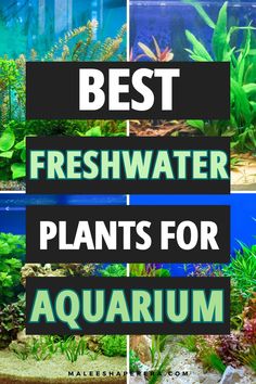 Freshwater Plants for Aquarium