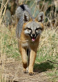 a small fox walking across a grass covered forest floor with its mouth open and it's tongue out