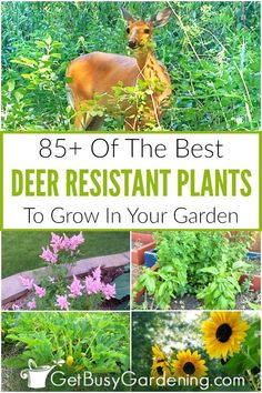 the best deer resistant plants to grow in your garden