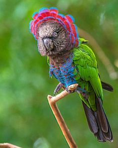 Red-fan Parrot (also known as the Hawk-headed Parrot) Kinds Of Birds, Rare Birds, Funny Birds, Colorful Bird, Exotic Birds, Bird Pictures, Pretty Birds, Colorful Birds, Little Birds