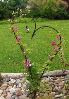 a heart shaped plant in the middle of a rock garden bed with pink flowers growing out of it