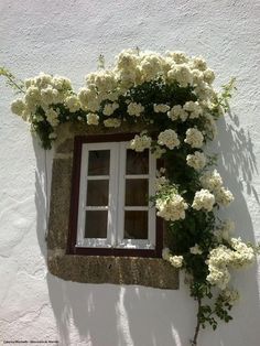 a window with white flowers growing on the side of it and a quote written in spanish