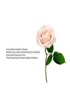 a pink rose with the words your belly button shows, where you were connected to another