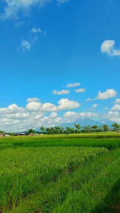 an open field with green grass under a blue sky