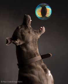 a dog catching a frisbee with its mouth