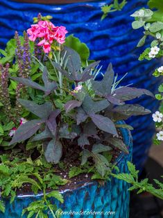 purple and pink flowers are in a blue planter next to other plants with green leaves