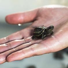 a small turtle sitting on top of someone's hand