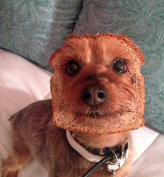 a dog with a piece of bread on its head and the caption reads,'dogs that will make your day i 16 dog who is also a loaf of whole wheat bread