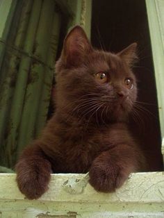 a brown cat sitting on top of a window sill