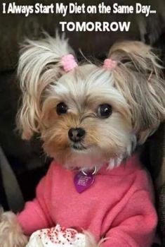 a small dog wearing a pink shirt and sitting in a chair with its head turned to the side