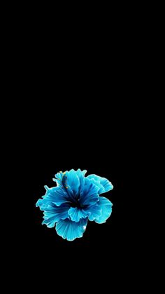 a blue flower in the middle of a black background