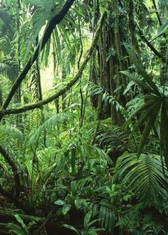 the jungle is full of green plants and trees