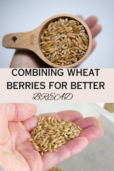 a hand holding a wooden spoon full of wheat seeds and the words, combining wheat berries for better bread