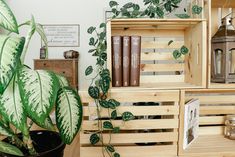 a potted plant sitting on top of a wooden shelf next to bookshelves