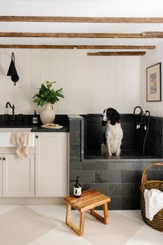 a dog is sitting on the kitchen counter