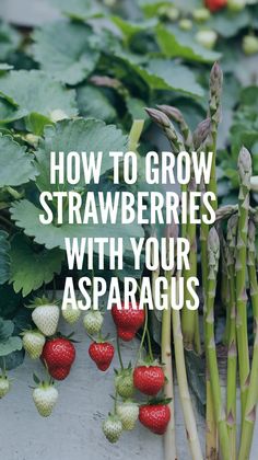 Close-up of strawberries and asparagus growing together. Text overlay reads, "How to Grow Strawberries with Your Asparagus." The image conveys a gardening theme. Asparagus Garden, How To Grow Strawberries, Grow Strawberries, Food Gardening, Growing Strawberries, Garden Veggies, Healthy Garden, Food Garden, Companion Planting