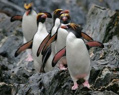 three penguins standing on rocks with one looking at the camera