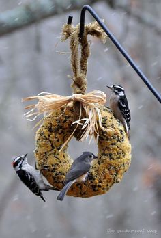 a bird feeder hanging from a tree branch