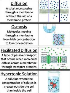 four different types of cell membranes and their functions are shown in the diagram below