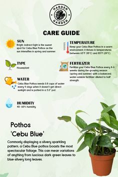 Caring for your Pothos Cebu Blue has never been easier! This stunning plant is known for its silvery-blue leaves and fast-growing vines that add a touch of elegance to any space. Here’s how to keep it thriving: Keep your Pothos Cebu Blue happy and vibrant with these simple care tips. 💚 #PothosCebuBlue #PlantCareGuide #Houseplants #IndoorPlants #PlantTips #PlantParenthood #TheHardenGarden #PothosLovers #GreenThumb #PlantDecor Pothos N Joy, N Joy Pothos, Amydrium Medium, Cebu Blue Pothos, Blue Pothos, N’joy Pothos, Plant Business, Cebu Blue