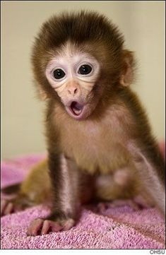 a baby monkey sitting on top of a pink towel with its mouth open and tongue out