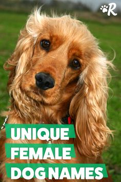 a brown dog sitting on top of a lush green field next to a sign that says unique female dog names