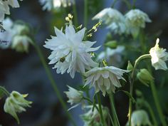 white flowers are blooming in the sun