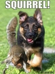 a dog running with a squirrel on its back and captioning it as squirrrell