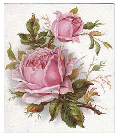 two pink roses with green leaves are on a card that says, good luck and happiness