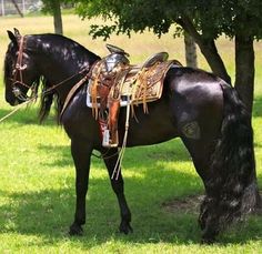 a horse that is standing in the grass with a saddle on it's back