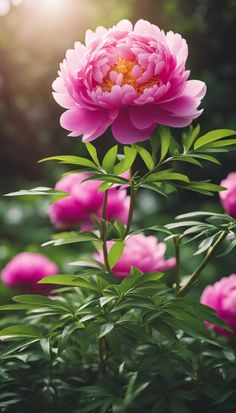 pink peonies blooming in the garden at sunset