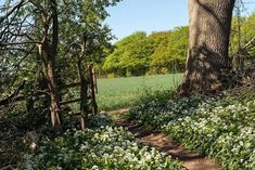 a path in the woods leading to a tree with white flowers and green grass around it