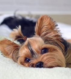 a small brown dog laying on top of a bed