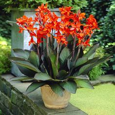 a potted plant with red flowers sitting on a ledge in the middle of a garden