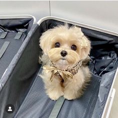 a small dog sitting in an open suitcase