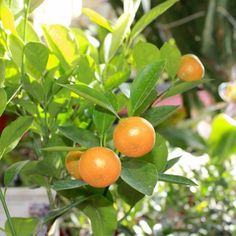 three oranges are growing on a tree