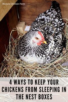 a chicken laying in its nest with the words 4 ways to keep your chickens from sleeping in the nest boxes