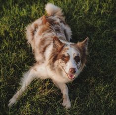 a brown and white dog laying in the grass