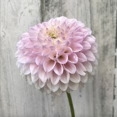 a pink flower sitting on top of a wooden table next to a white board wall