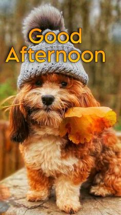 a small dog wearing a hat and holding an autumn leaf in its mouth with the words good afternoon on it