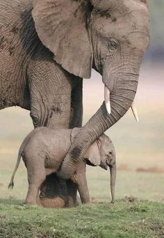 an adult elephant standing next to a baby elephant