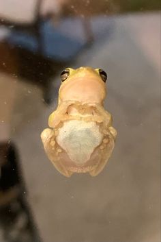 the frog is sitting in the water looking at the camera manoeued from below