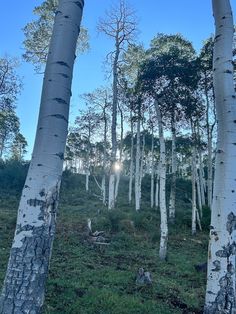 the sun is shining through the trees in the forest