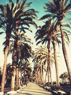 palm trees and the words go to california